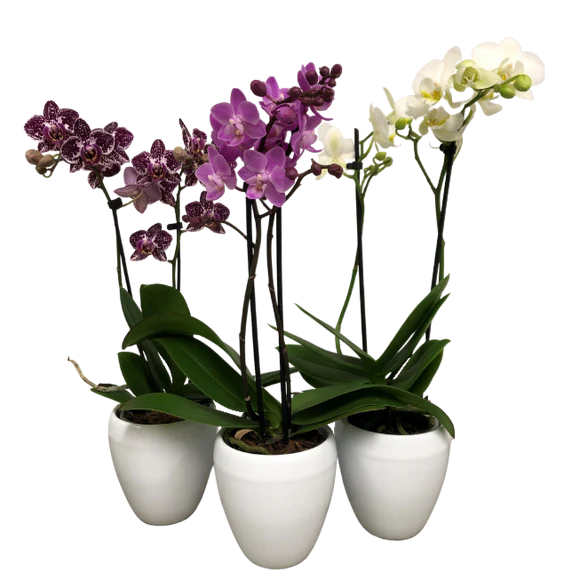 3.5" Double Spike Orchid in Ceramic