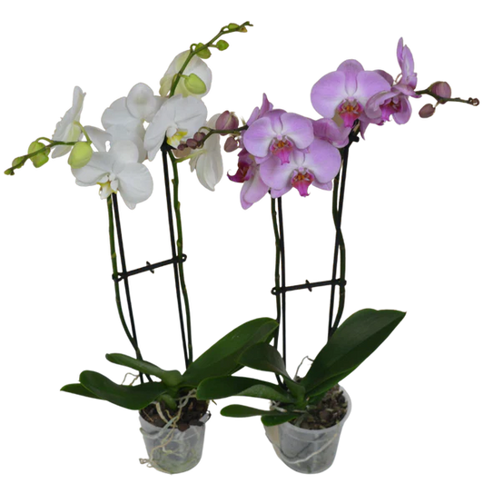 5" Double Spike Orchid