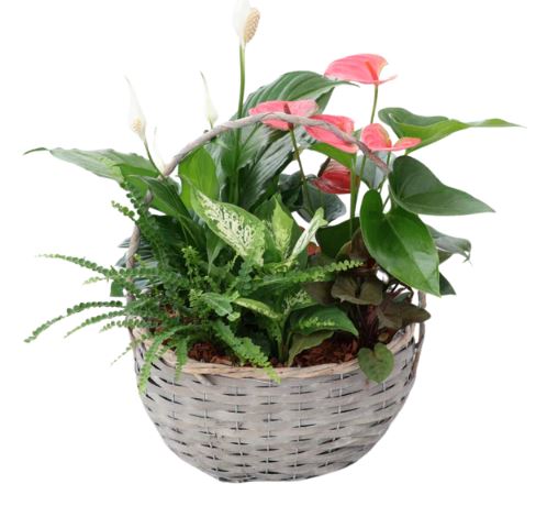 XL Oval Wicker Basket Planter