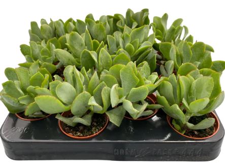 2.5" Crassula Curly Grey