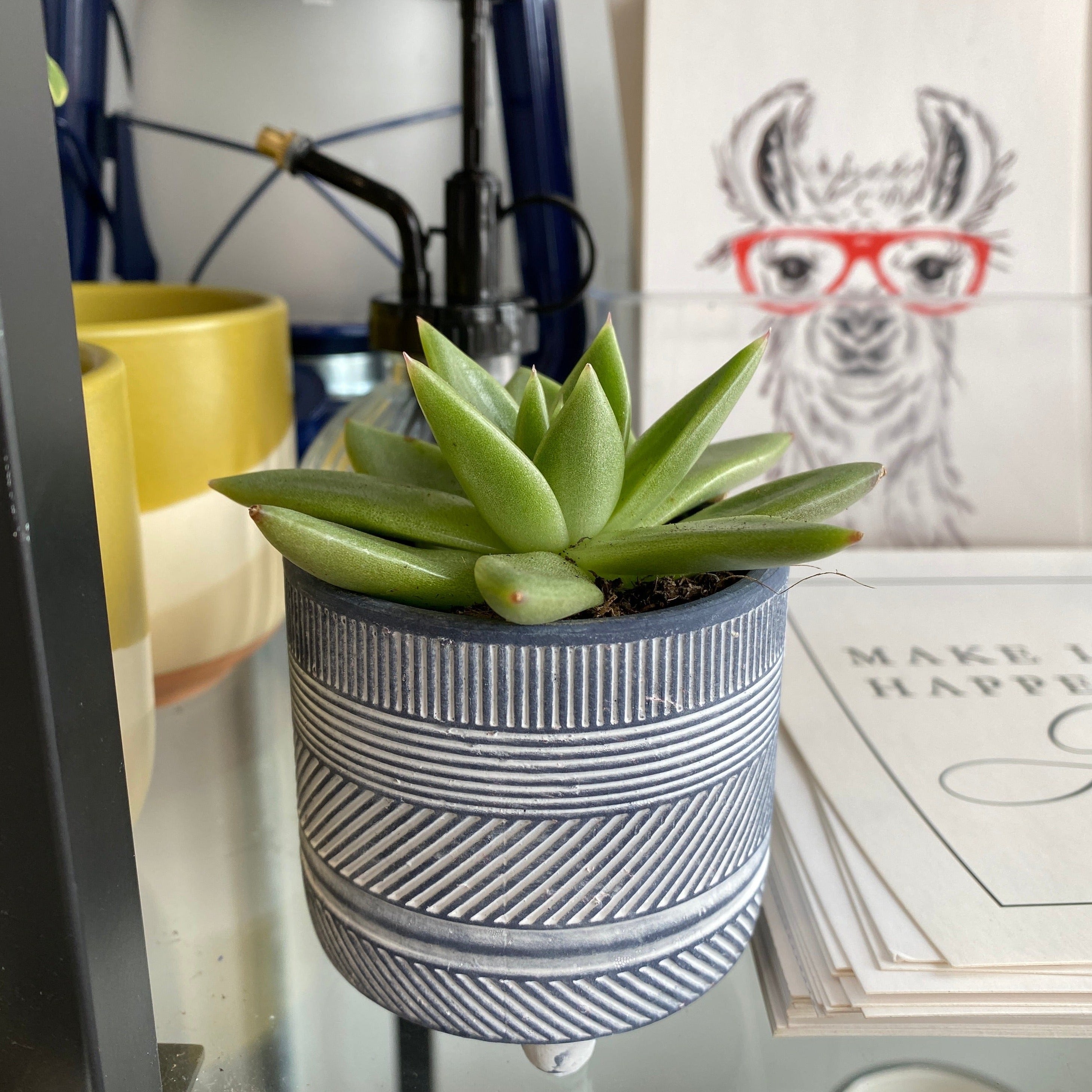 pre potted succulents 2.5" Pre-Potted Succulents – Harp and Fin