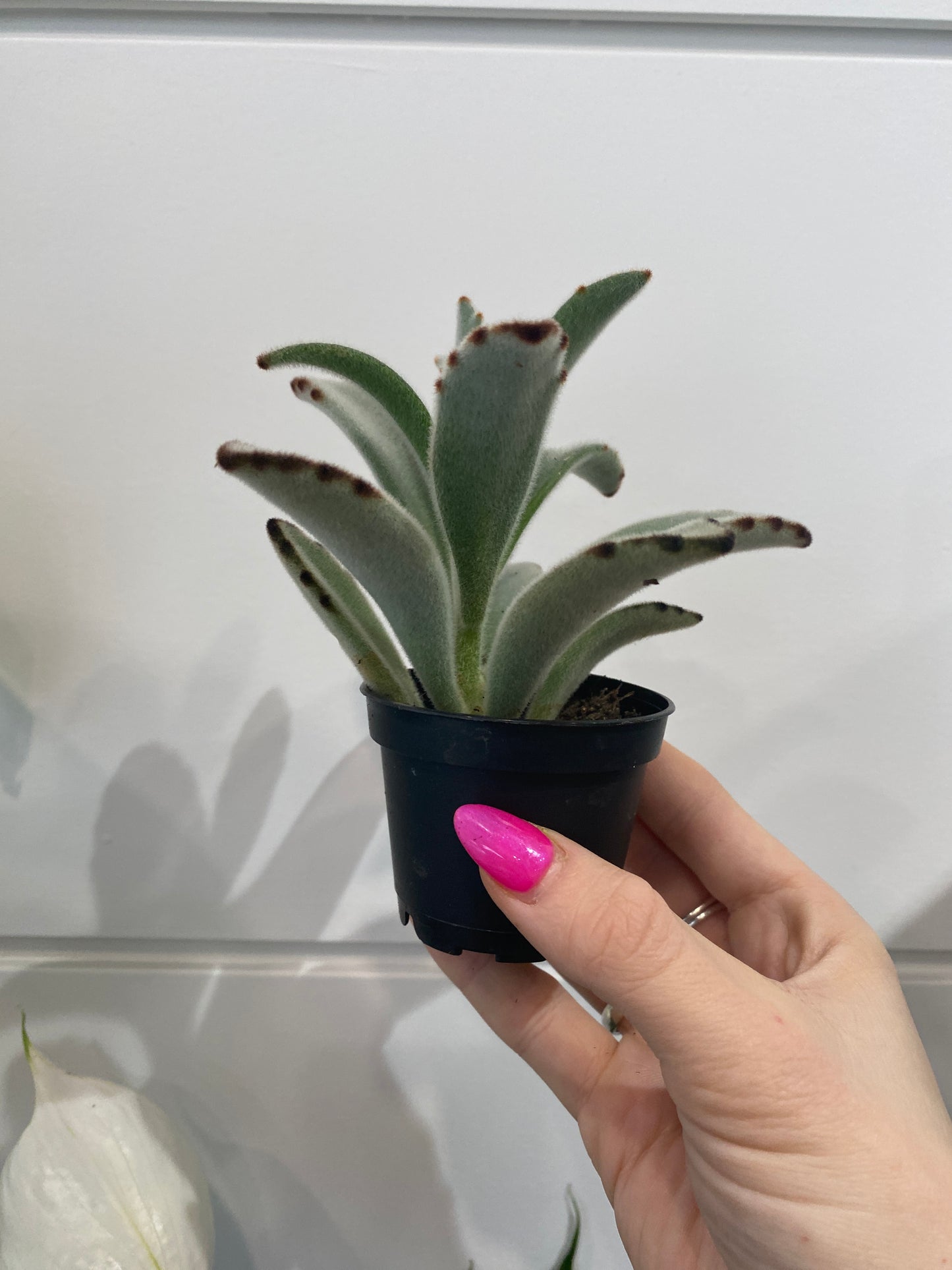 2.5" Assorted Succulents