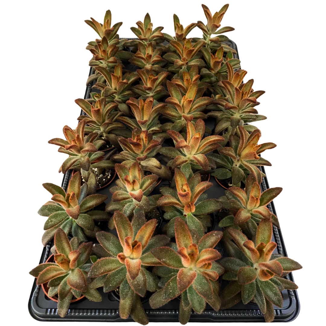 2.5" Kalanchoe Tomentosa Brown Succulent