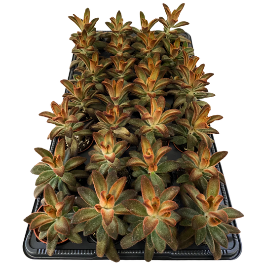 2.5" Kalanchoe Tomentosa Brown Succulent