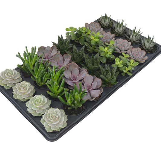 Small Assorted Succulents