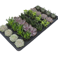 2.5" Plants & Succulents