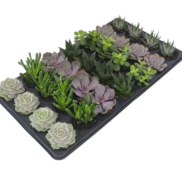 2.5" Plants & Succulents