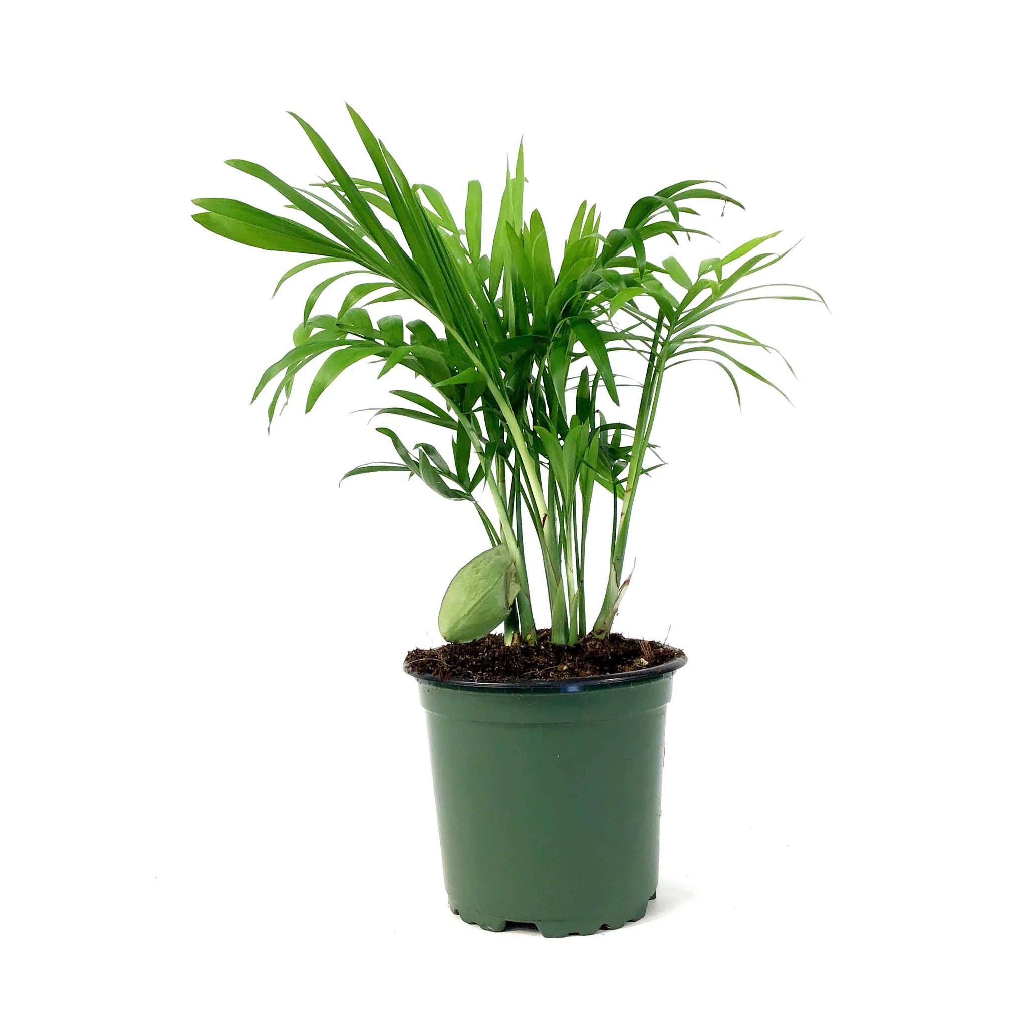 4" Assorted Plants