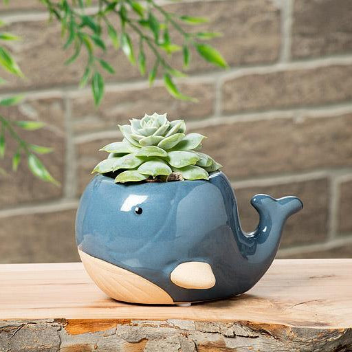 Blue whale-shaped planter with a succulent on a wooden surface against a brick wall.