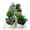 2.5" Succulents In Geometric Ceramic Pot