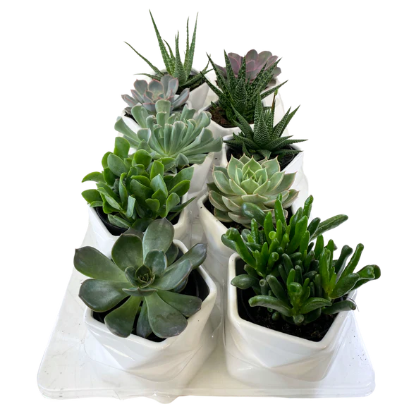 2.5" Succulents In Geometric Ceramic Pot