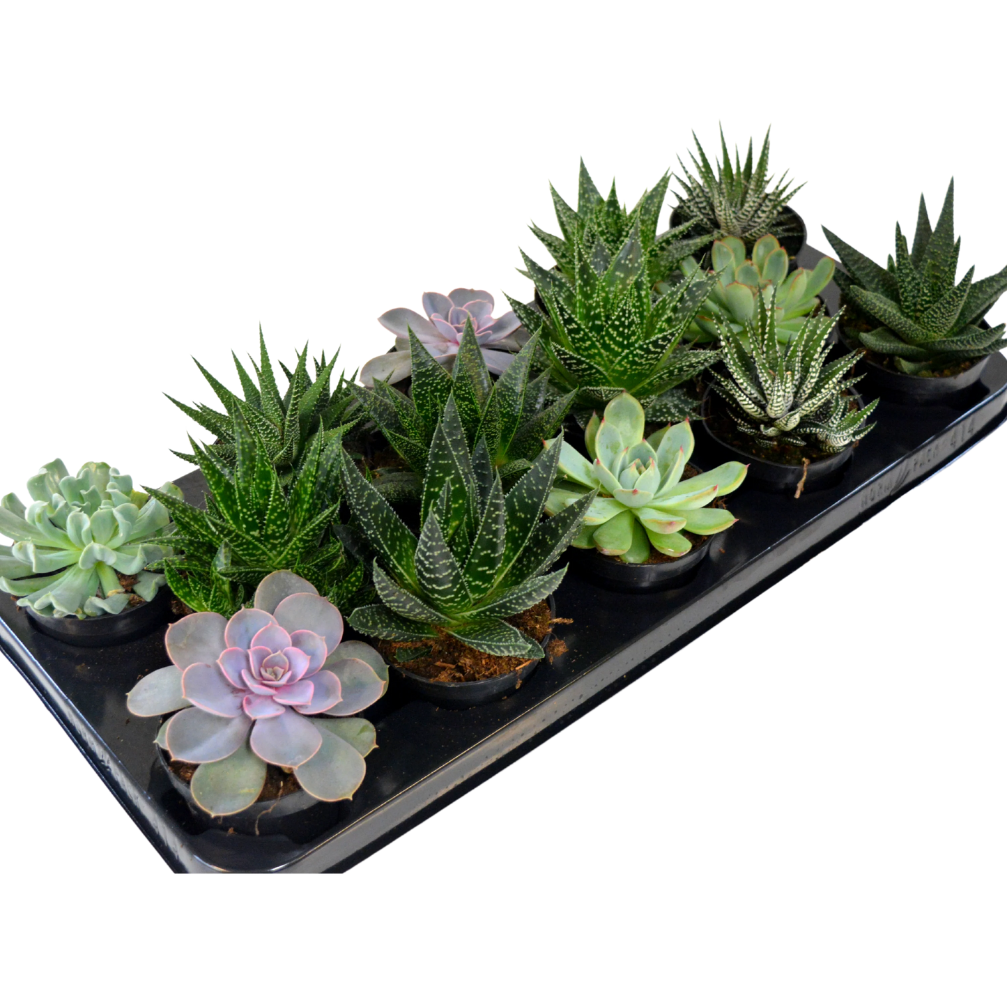 Large Assorted Succulents