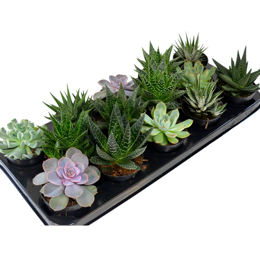 Large Assorted Succulents