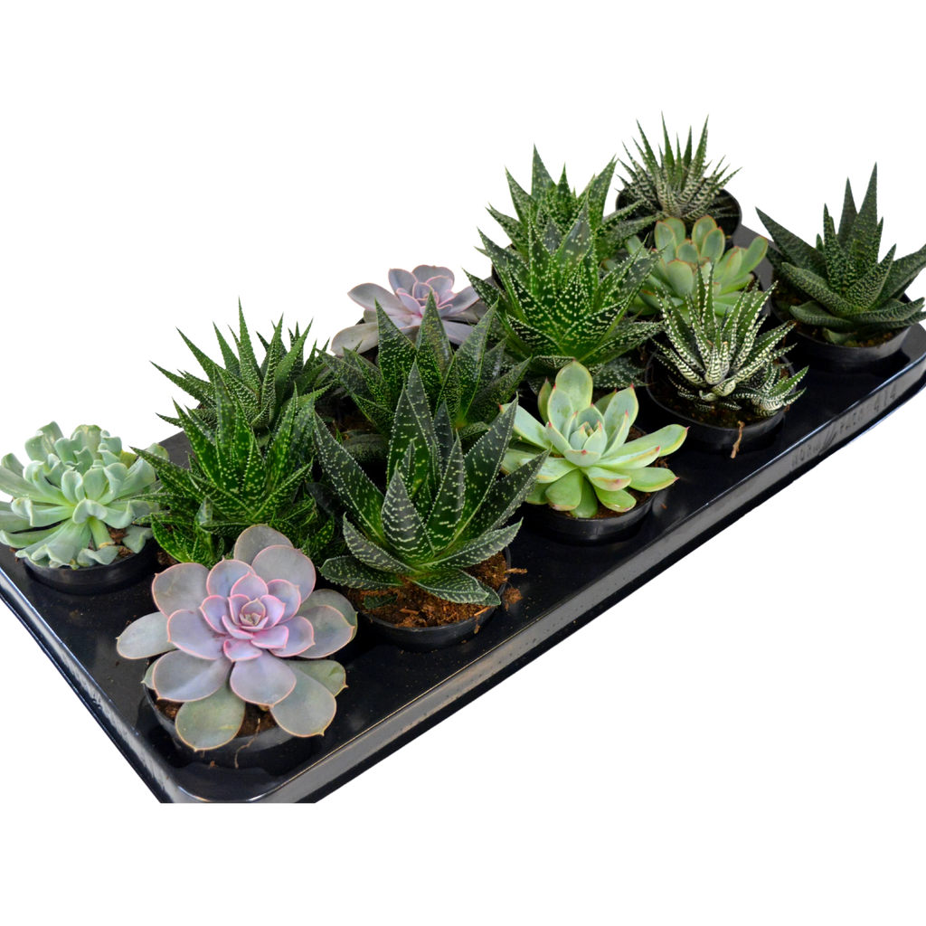 3.5" Large Assorted Succulents