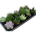 3.5" Large Assorted Succulents