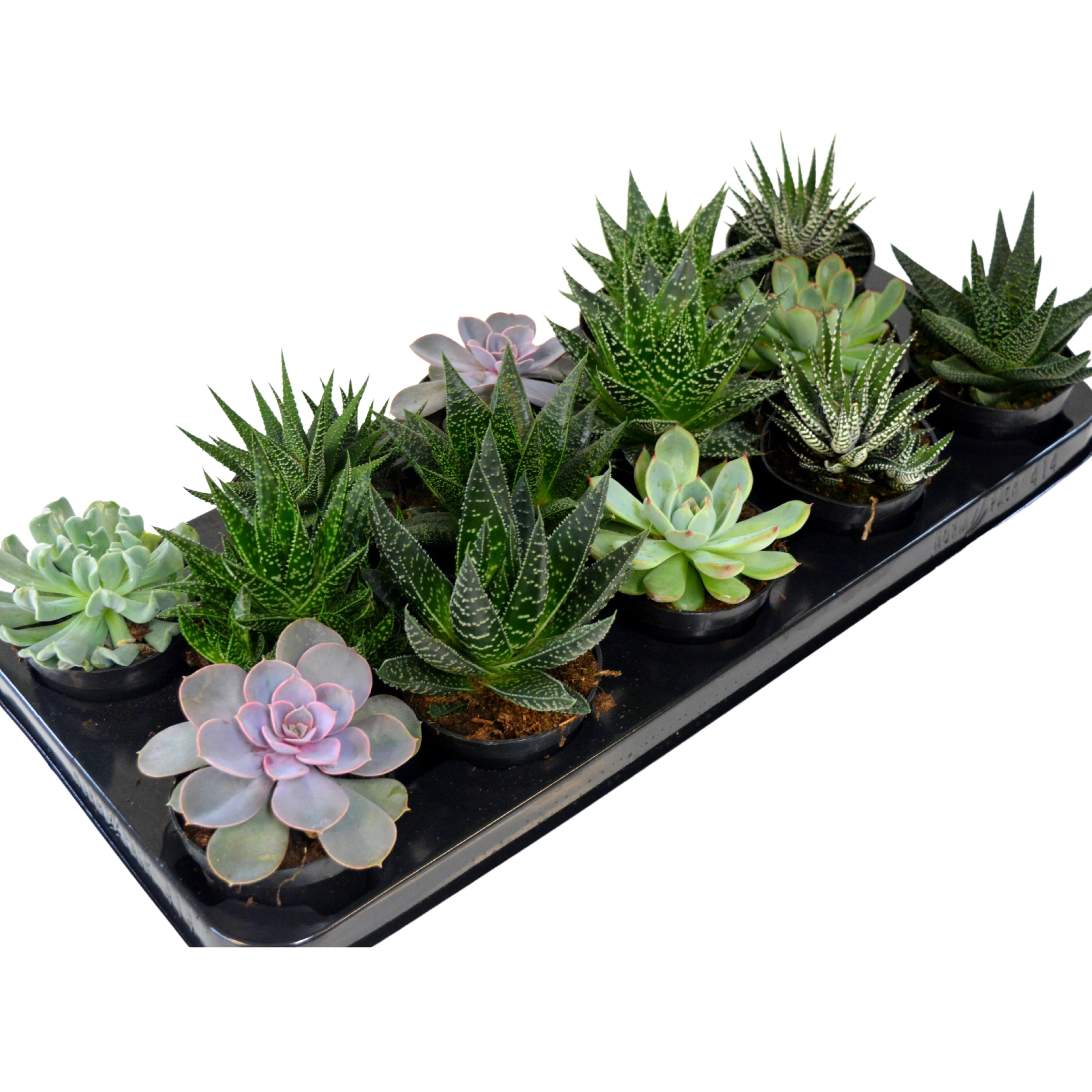 3.5" Large Assorted Succulents