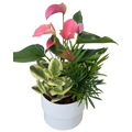 6 inch Mixed Anthurium Planter