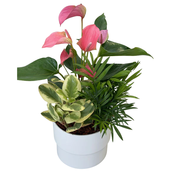 6 inch Mixed Anthurium Planter