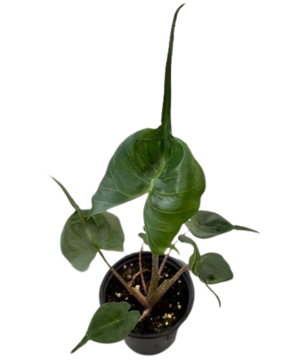 4" Assorted Plants