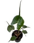 4" Assorted Plants