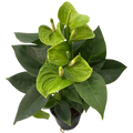 4" Green Anthurium