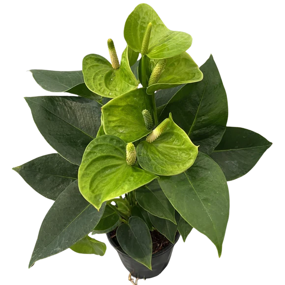 4" Green Anthurium