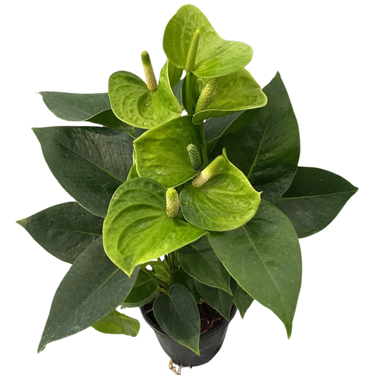 4" Green Anthurium