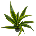 4" Assorted Plants
