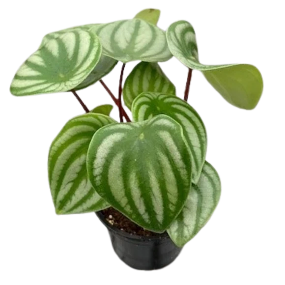 4" Assorted Plants