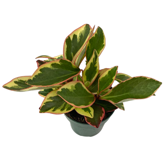 4" Assorted Plants