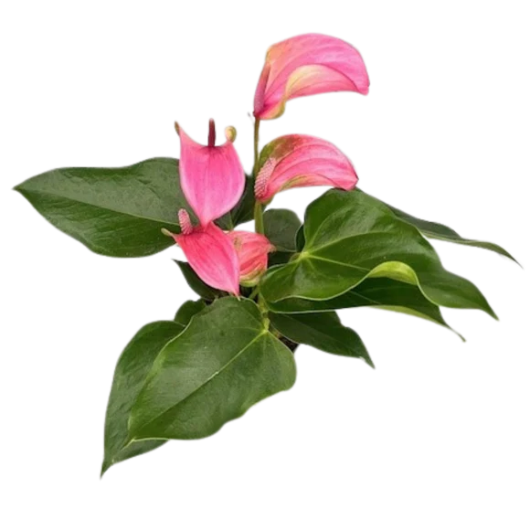 Assorted Anthurium