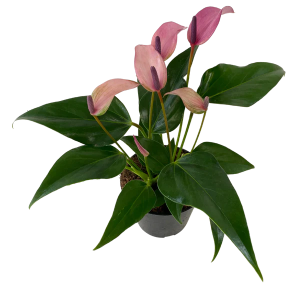 Assorted Anthurium
