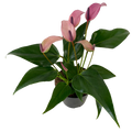 4" Purple Anthurium