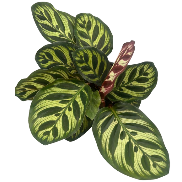 4" Assorted Plants