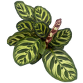 4" Assorted Plants