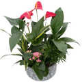 XL White Leaf Tin Anthurium Mix