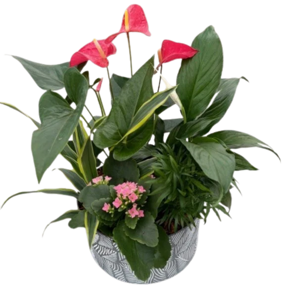 XL White Leaf Tin Anthurium Mix