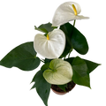 5" White Anthurium