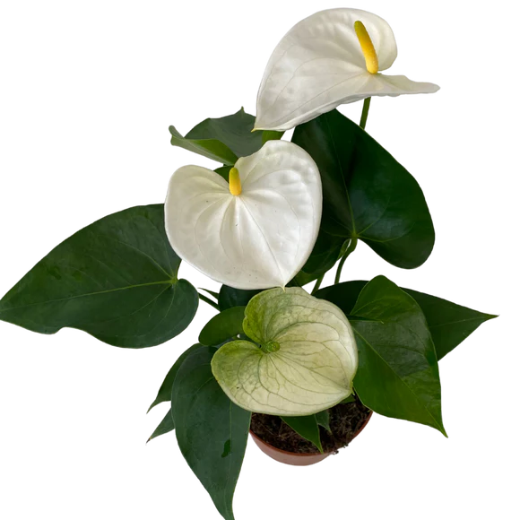5" White Anthurium