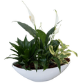 Curved Ceramic Peace Lily Boat