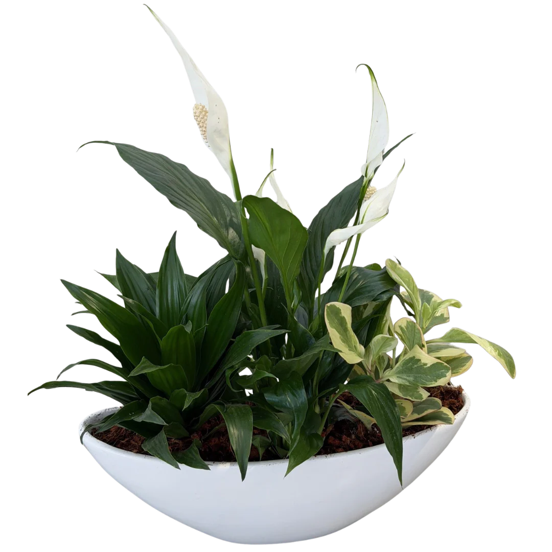 Curved Ceramic Peace Lily Boat