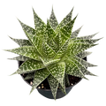 2.5" Plants & Succulents