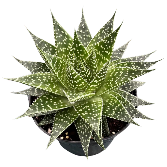 2.5" Plants & Succulents