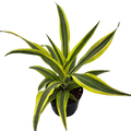 6" Assorted Plants