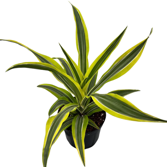 6" Assorted Plants