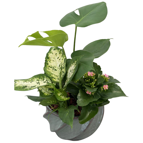 8 inch Monstera Teal Twist Planter