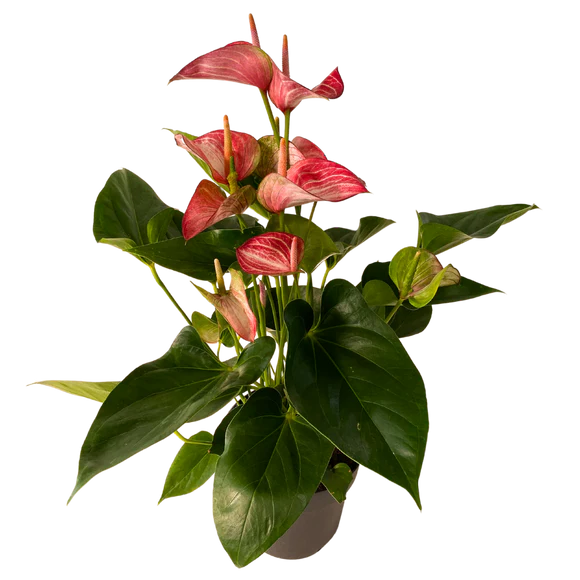 Assorted Anthurium