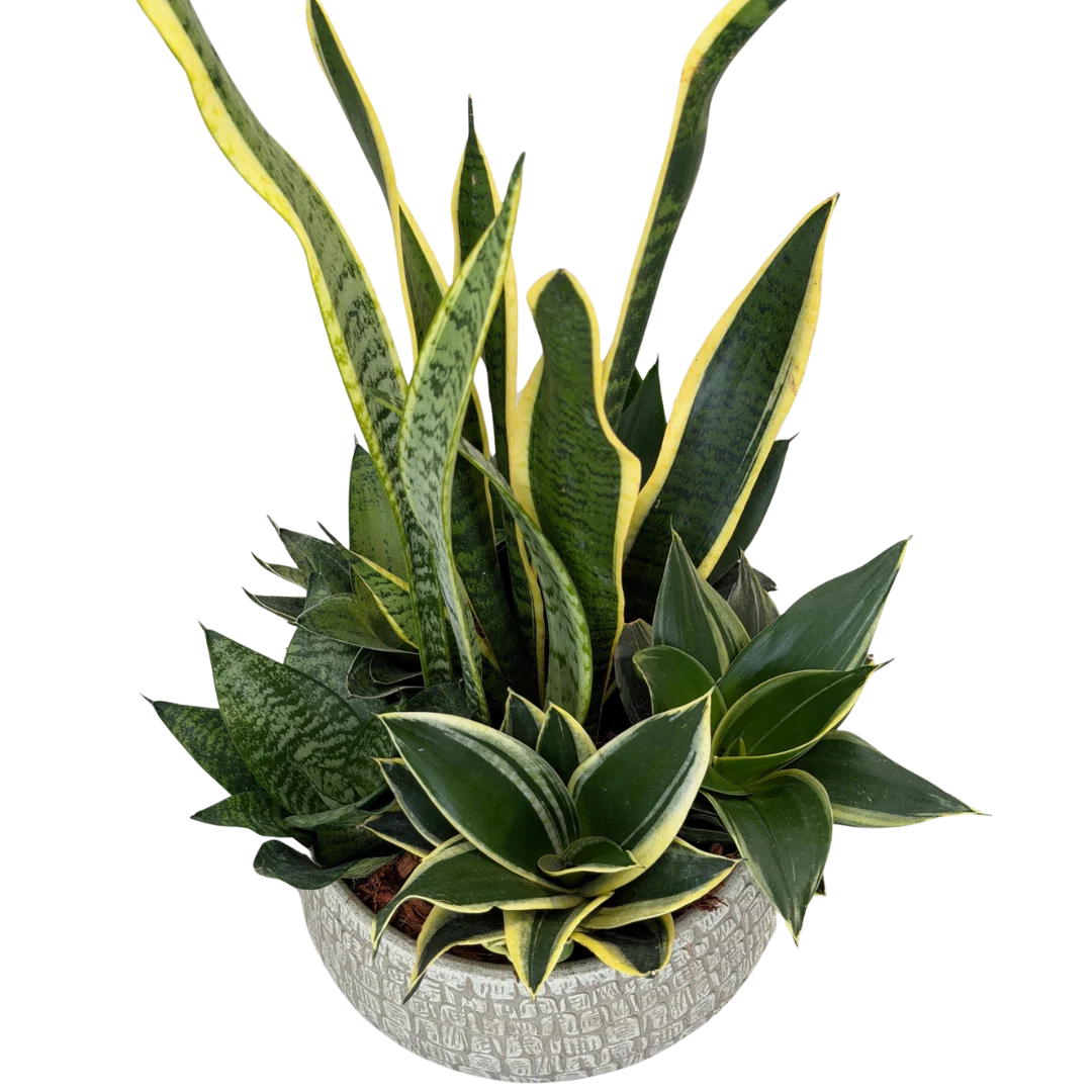 XL Sansevieria Renzo Sand Planter