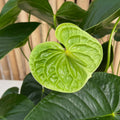 Assorted Anthurium