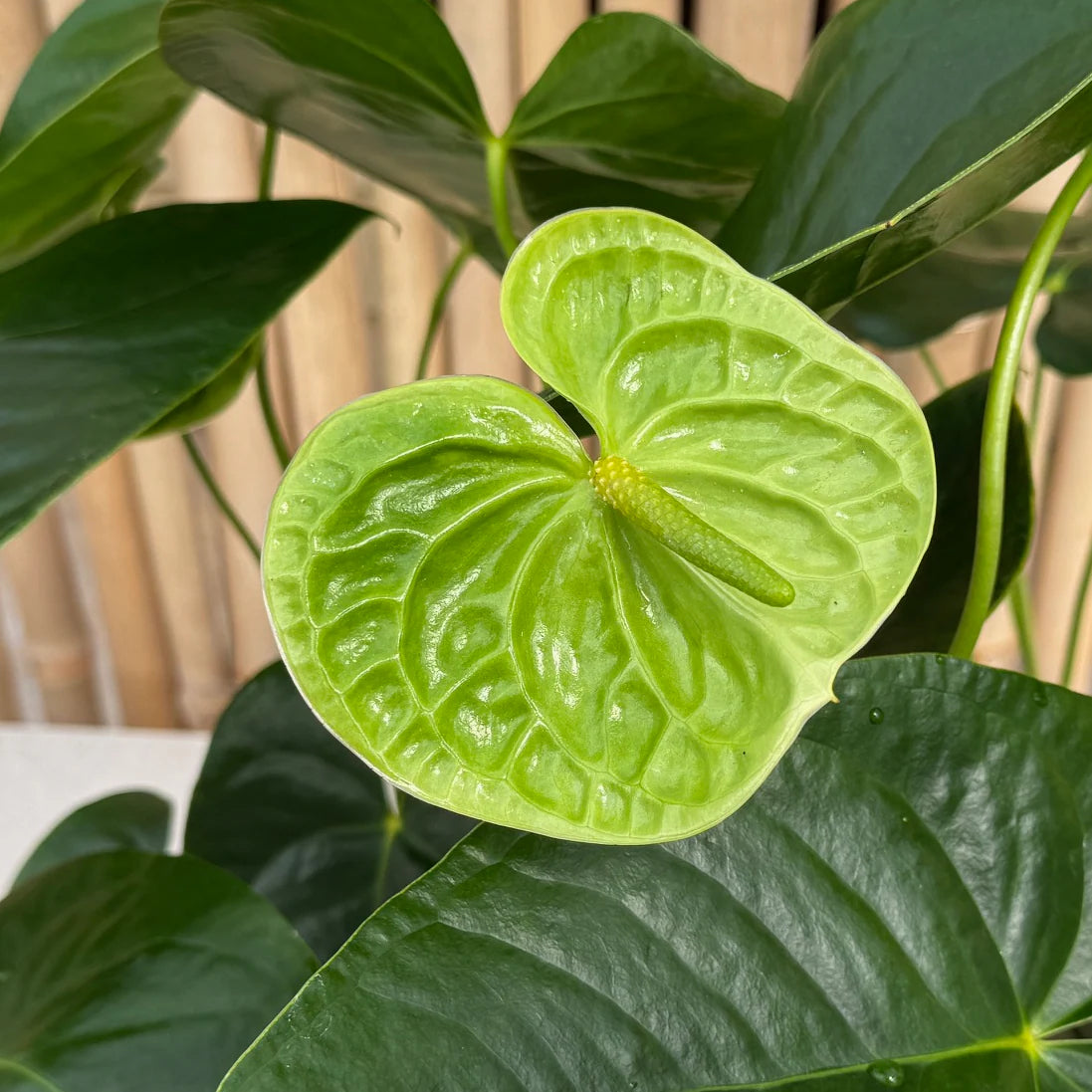 Assorted Anthurium